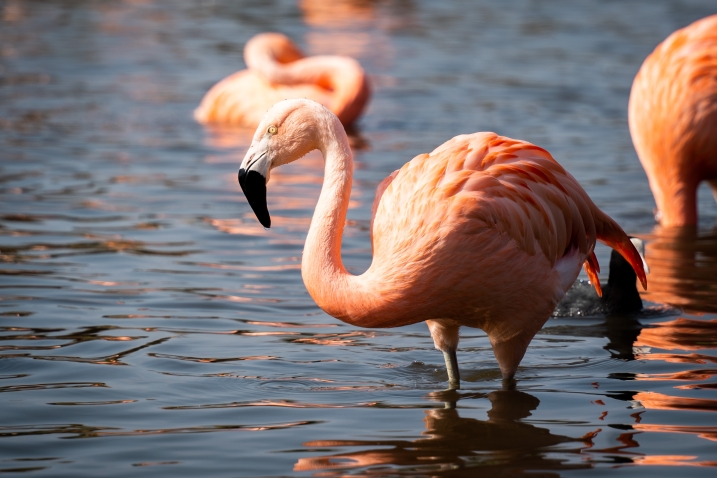 Chilean flamingo